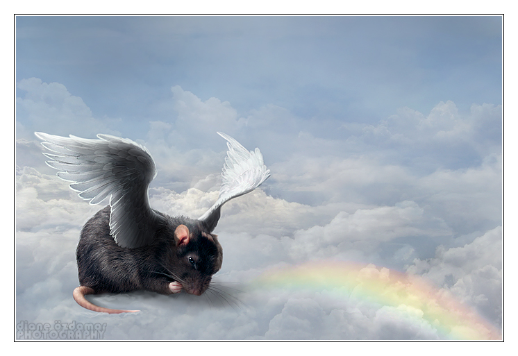 Фото Черная крыска с крыльями сидит на облаке, Diane Photos