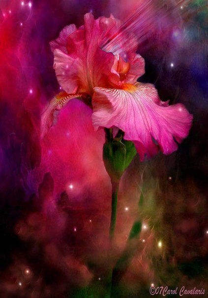 Фото Ярко-розовый цветок на разноцветном фоне, художник Карол Каваларис / Carol Cavalaris