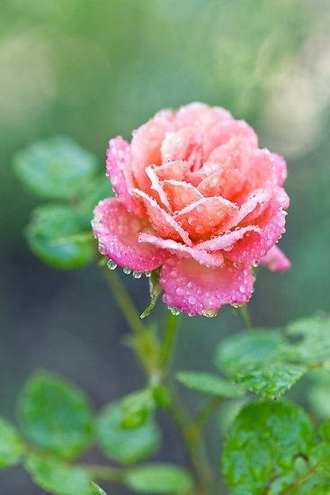 Фото Розовая роза в каплях дождя