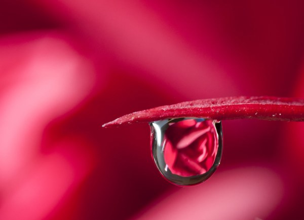 Фото Капля воды на лепестке красного цветка, фотограф Пол Квинн / Paul Quinn