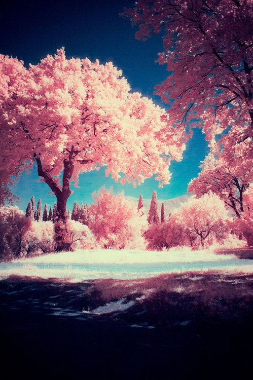 Фото Цветущая сакура розовым цветом