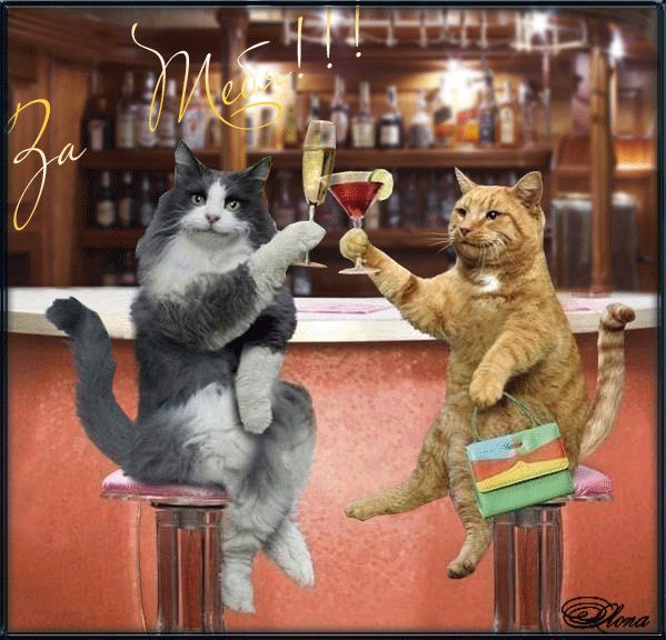 Фото Кот и кошка, сидящие на высоких стульях в баре, держащие в лапах  бокалы с коктейлями, чокаются ими (За тебя!), страница