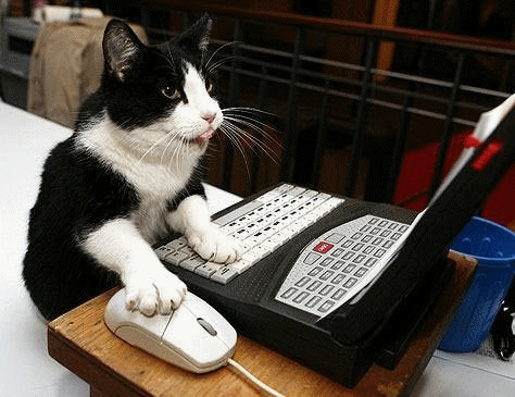 Фото Черно-белый кот, сидящий за ноутбуком с высунутым от усердия языком, передвигает по столу компьютерную мышь