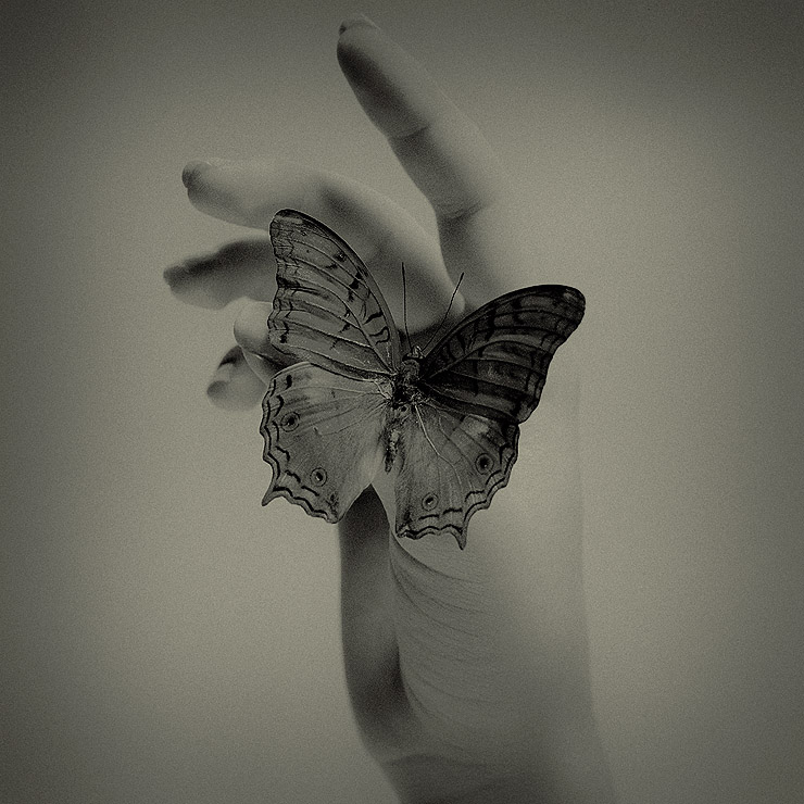 Фото На пальце руки сидит бабочка