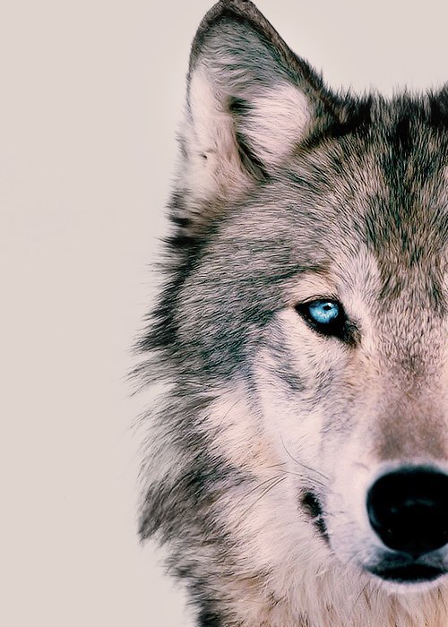 Фото наколки волка