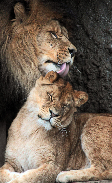 Фото Лев вылизывает львицу