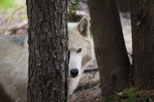 Фото Белый волк выглядывает из-за дерева