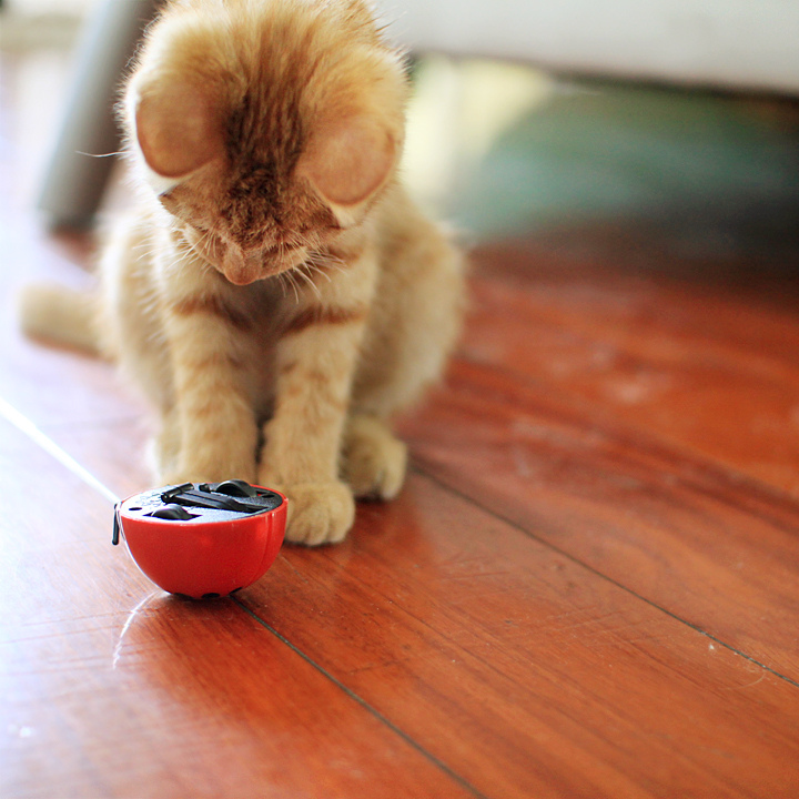 Фото Рыжий кот смотрит на перевернувшуюся игрушку божью коровку