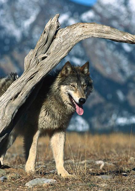 Фото Выглядывающий из-за дерева серый волк