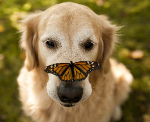 Фото Золотистый ретривер с бабочкой на носу