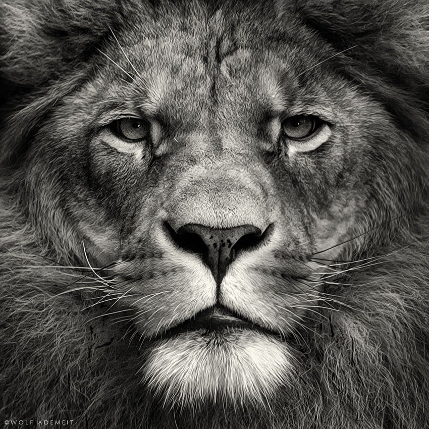 Морда льва фото