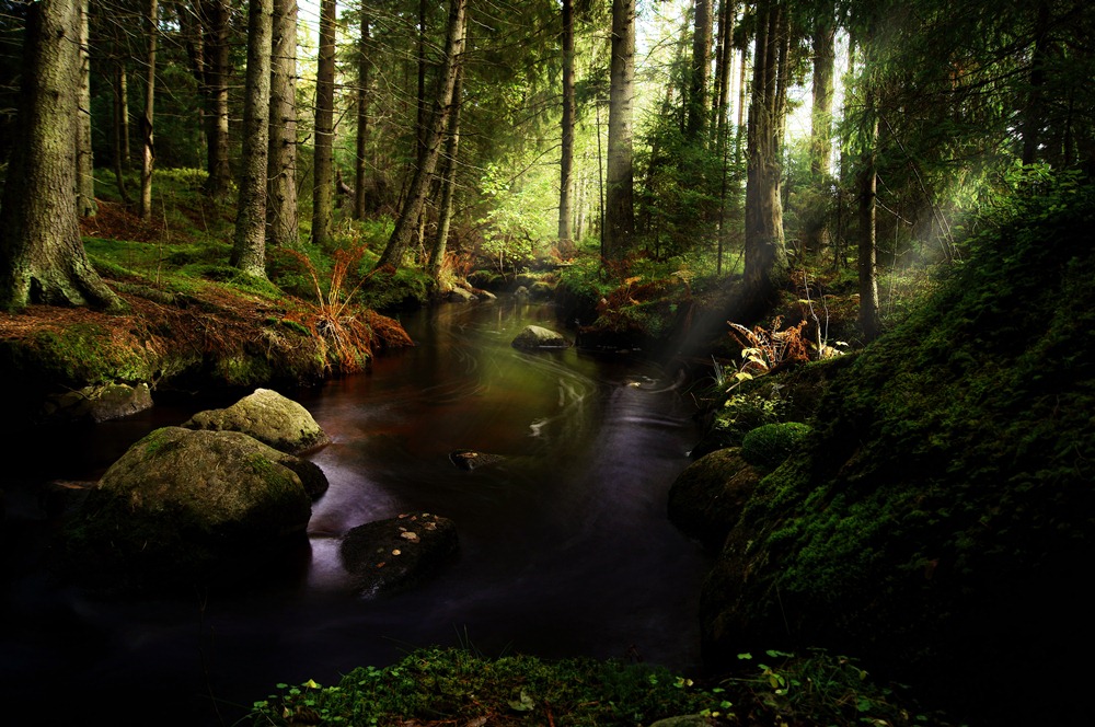 Фото Неширокий ручей, протекающий по лесу, водная поверхность которого освещена солнечными лучами, проходящими сквозь листву деревьев, фотография Екатерины Тумановской