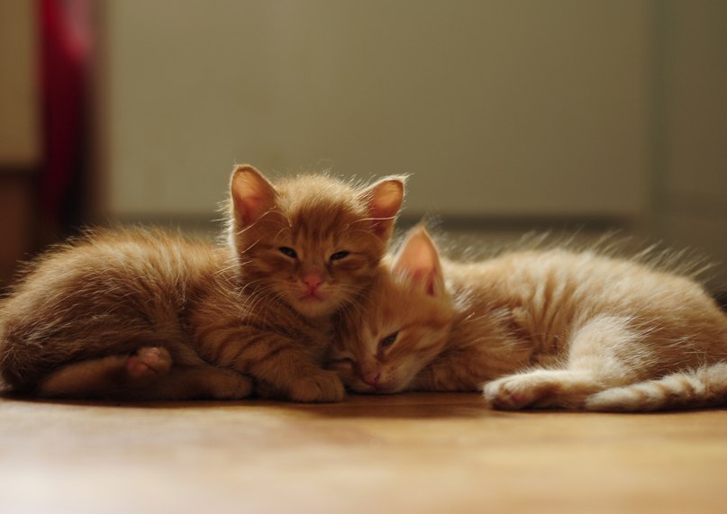 Фото Два рыжих котенка спят вместе на полу
