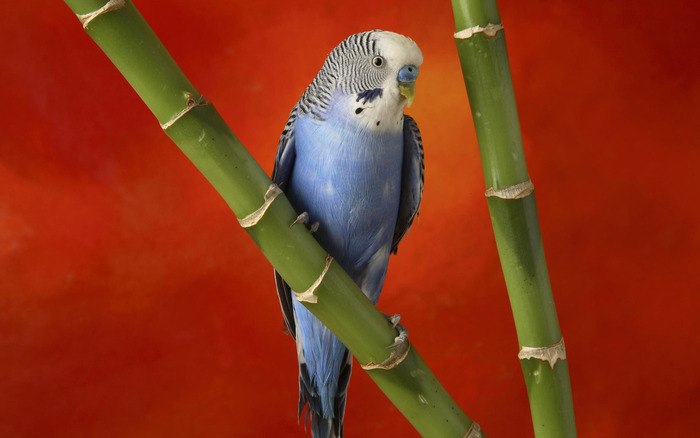 Фото Волнистый попугай сидит на стебле бамбука на красном фоне