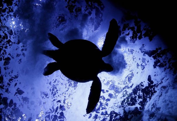 Фото Зеленая черепаха плавает в аквариуме в Tokyo, Japan / Токио, Япония, фотограф Kimimasa Mayama / Кимимаса Маяма