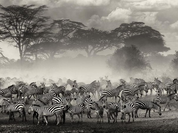 Фото Зебры в заповеднике Серенгети, Танзания / Serengeti, Tanzania, фотограф Giulio Zanni / Гулио Занни
