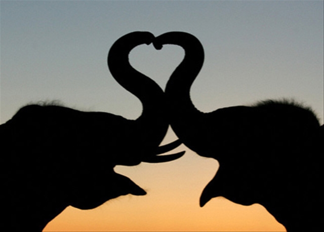 Фото Два слона касаются хоботами, образовав сердце