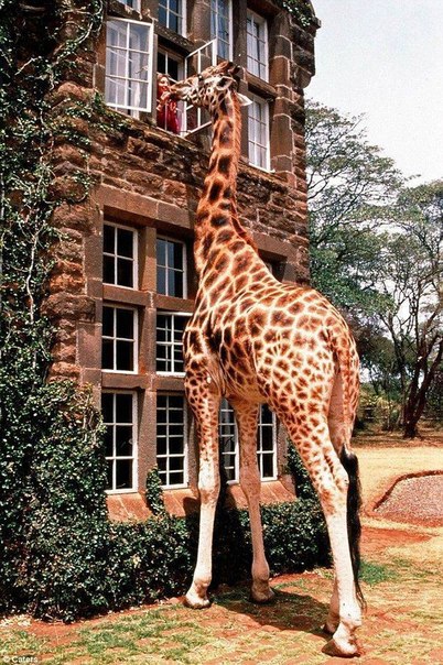 Жираф манор отель фото