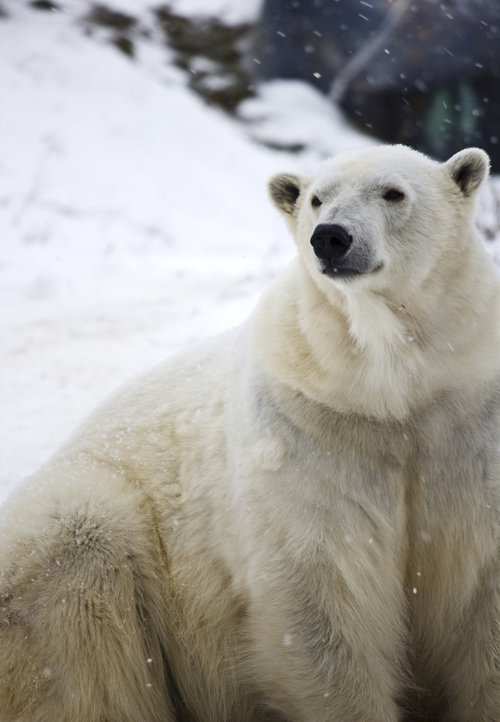 Фото Полярный медведь под снегопадом