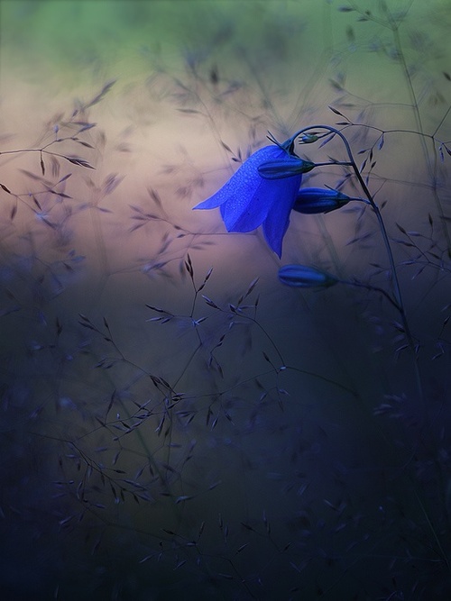 Фото Голубой колокольчик на фоне мелких цветов