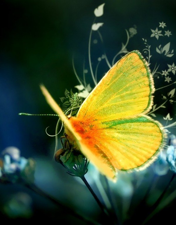 желтая бабочка на желтом цветке