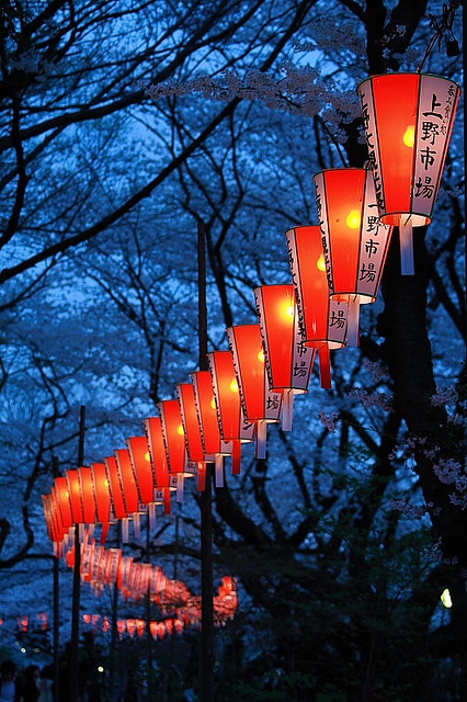Фото Красные фонари в ночное время суток на фоне цветущей сакуры, Sky Lantern Festival, Japan / Фестиваль фонарей, Япония