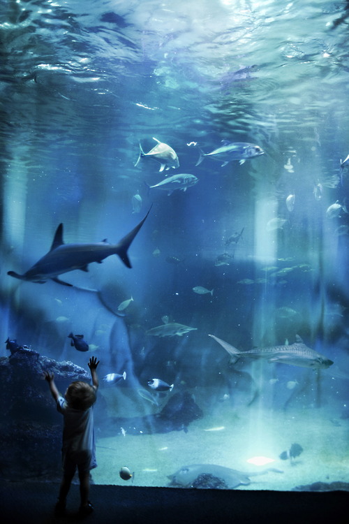 Фото Маленький мальчик прислонил руки к стеклу в океанариуме, за которым плавают рыбы и акулы