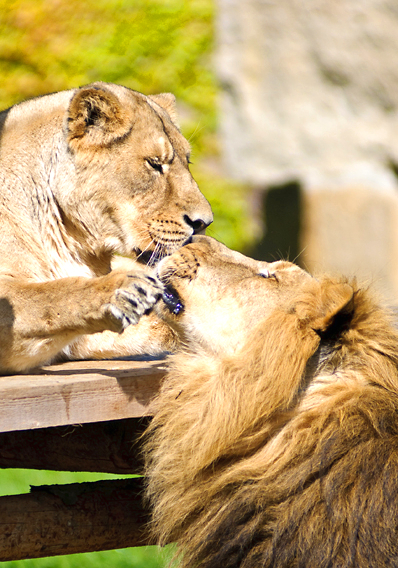 Фото Лев целует львицу