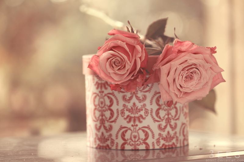 Фото Две розовые розы лежат на коробке, фотограф aoao2