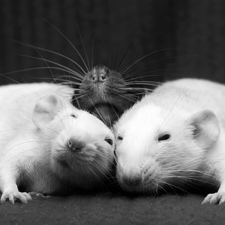 Фото Черно Белой Крысы