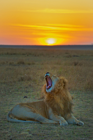 Зевающий лев фото
