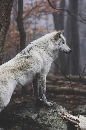 Фото Белый волк стоит на камне на фоне осенних деревьев