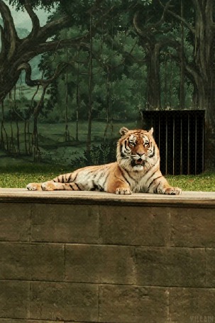 Зевающий тигр фото