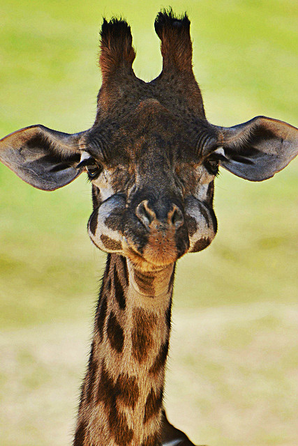 Фото Жираф с едой во рту