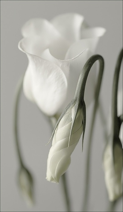 Белые Цветы Фото