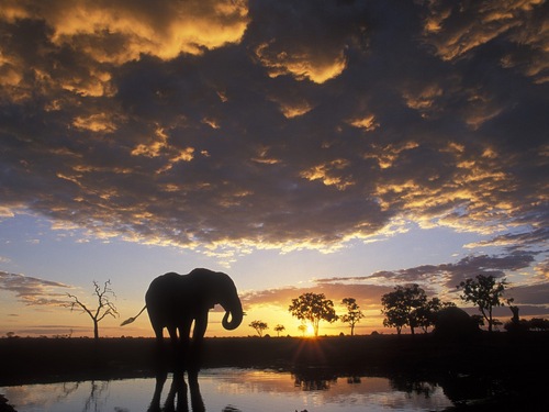 Фото Слон стоит у водопоя на фоне деревьев и заката солнца