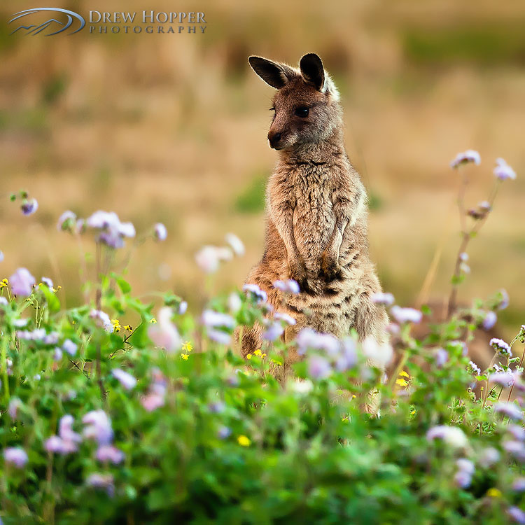 Фото Детеныш кенгуру в цветах, фотограф Drew Hopper / Дрю Хоппер