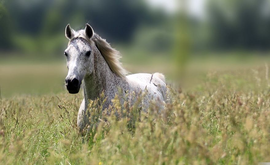 Кони в яблоках песня слушать. Лошадь в поле. Серая лошадь в поле. Белая лошадь в поле. Лошадка в поле.