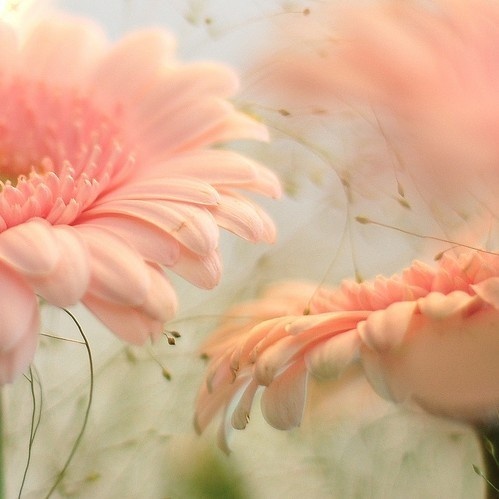 Фото Нежно - розовые цветы хризантемы