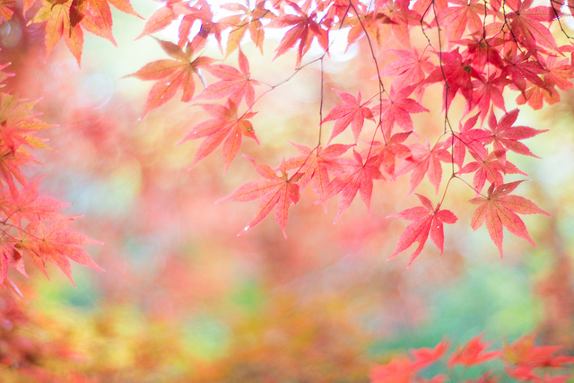 Фото Осенние листья, фотограф rosemary