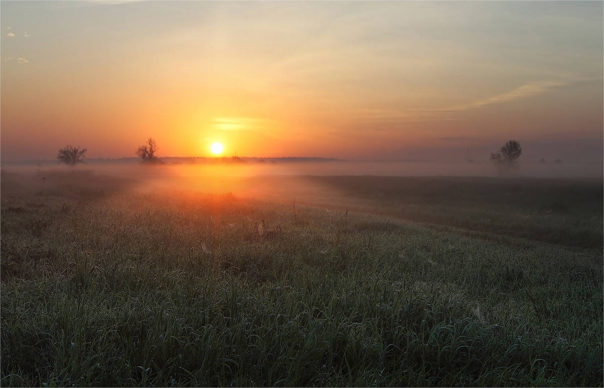 Трава которая стелется по земле фото