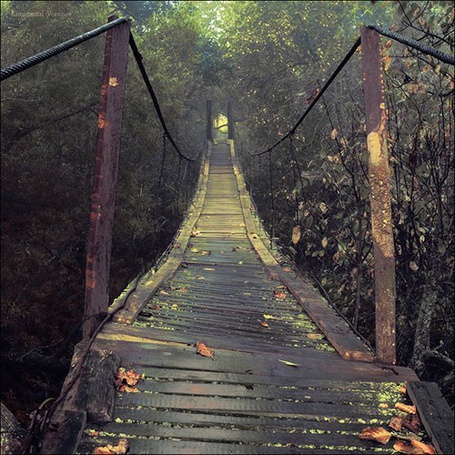 Фото Висячий мост на фоне деревьев
