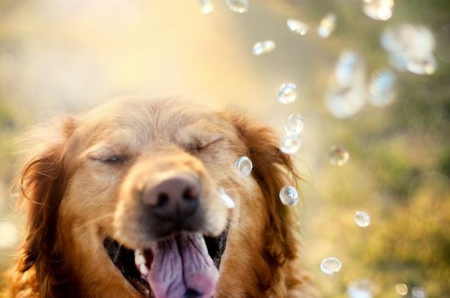 Фото Счастливый пес и мыльные пузыри