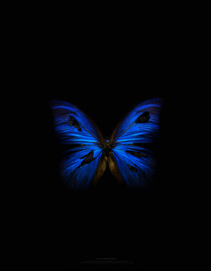Бабочки на черном фоне Обои на телефон бесплатно для Android и iPhone