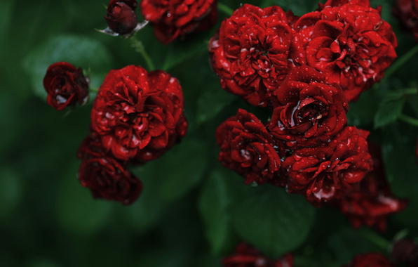 Фото Куст красных роз в капельках воды
