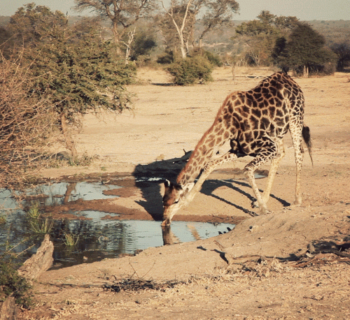 Фото Жираф пьет воду