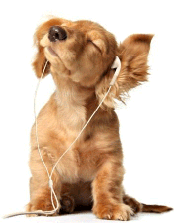 Фото Рыжий щенок с музыкальными наушниками в ушах