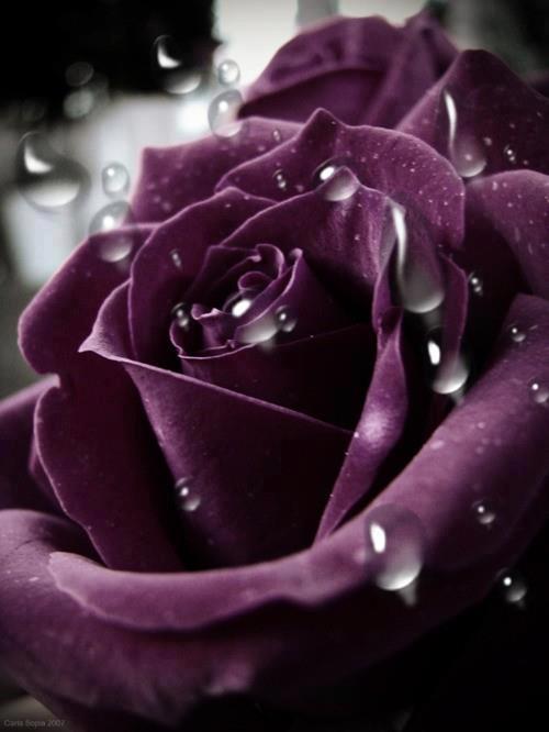 Фото Сиреневая роза с каплями воды