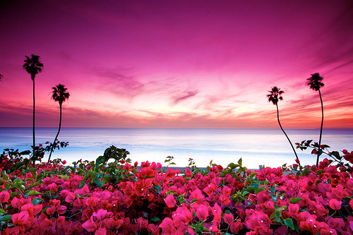 Фото Розовые цветы на фоне моря на закате