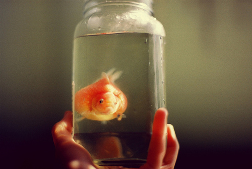Фото Женские руки держат стеклянную банку с водой, в которой плавает рыбка